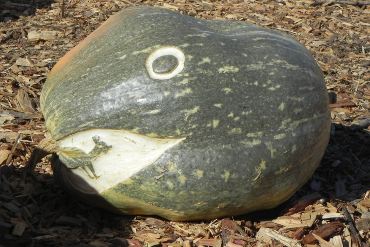 Pumpkin Carving Idea Python